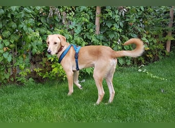 Charlie - Wer nimmt sich Zeit, ihn kennenzulernen? (07806 Weira)