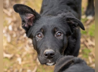 Unsere süße Chanel wartet auf ihre eigene Familie!