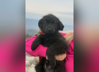 Zoe sucht ein liebevolles Zuhause (47506 Neukirchen-Vluyn)