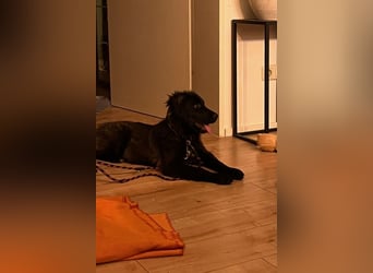 Momo sucht ein liebevolles Zuhause (80997 München)