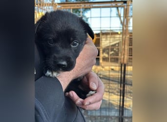 Unsere süße Chanel wartet auf ihre eigene Familie!