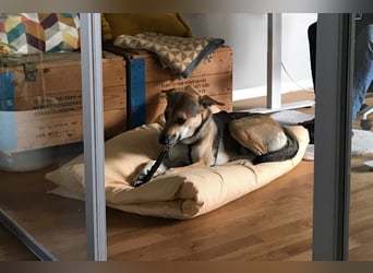 Trusky - sensibler Jungspund sucht Sicherheit (83098 Brannenburg)