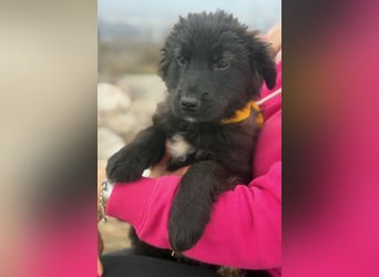 Momo sucht ein liebevolles Zuhause (80997 München)