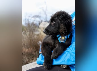 Robbie wünscht sich sein eigenes Körbchen (53498 Bad Breisig)