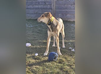 Trusky - sensibler Jungspund sucht Sicherheit (83098 Brannenburg)