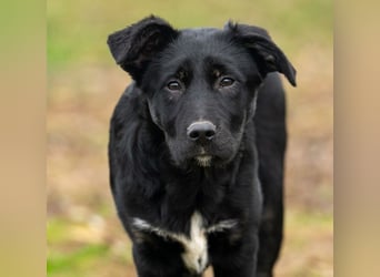 Unsere süße Chanel wartet auf ihre eigene Familie!