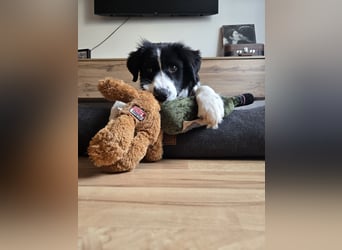 Rolli - 5 Monate, verspielt, menschenbezogen