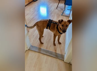 Joschi – ein Freund fürs Leben