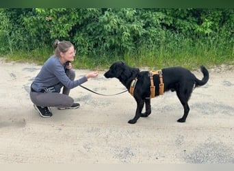 Blacky - Das Glück zum Greifen nah (15938 Drahnsdorf)