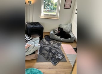 Blacky - Das Glück zum Greifen nah (15938 Drahnsdorf)