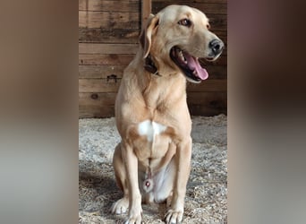 Charlie - Wer nimmt sich Zeit, ihn kennenzulernen? (07806 Weira)