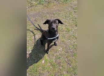 Patch - Neugieriger Jungspund sucht dich! (06886 Lutherstadt Wittenberg)