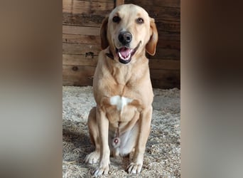 Charlie - Wer nimmt sich Zeit, ihn kennenzulernen? (07806 Weira)