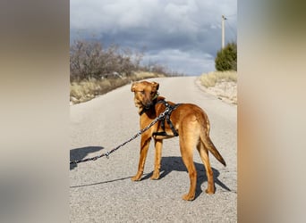 Joschi – ein Freund fürs Leben