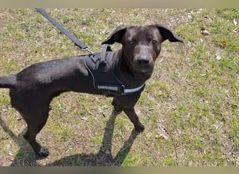 Patch - Neugieriger Jungspund sucht dich! (06886 Lutherstadt Wittenberg)