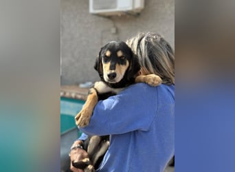 Franzl möchte euer Familienhund werden (85614 Kirchseeon-Eglharting)