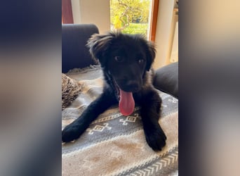 Momo sucht ein liebevolles Zuhause (80997 München)