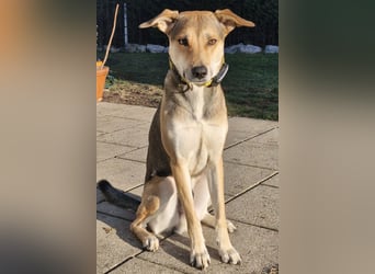 Trusky - sensibler Jungspund sucht Sicherheit (83098 Brannenburg)