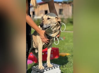 Lucky sehnt sich nach einem Für-immer-Zuhause (84152 Mengkofen)