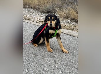 Franzl möchte euer Familienhund werden (85614 Kirchseeon-Eglharting)