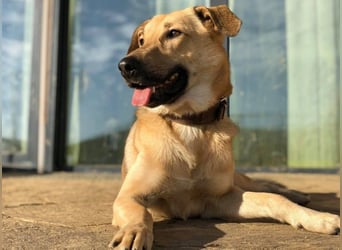 Lucky sehnt sich nach einem Für-immer-Zuhause (84152 Mengkofen)