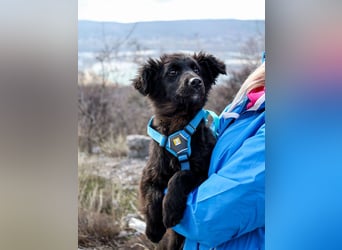 Robbie wünscht sich sein eigenes Körbchen (53498 Bad Breisig)