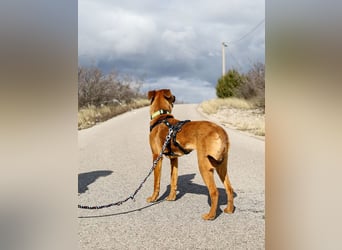 Joschi – ein Freund fürs Leben