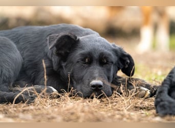 Unsere süße Chanel wartet auf ihre eigene Familie!