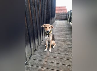 Trusky - sensibler Jungspund sucht Sicherheit (83098 Brannenburg)