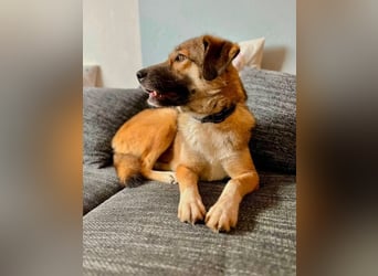 Rey wünscht sich eine eigene Familie (15938 Drahnsdorf)