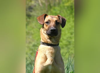 Maddox sucht Menschen, die ihm die Welt zeigen (73630 Remshalden)