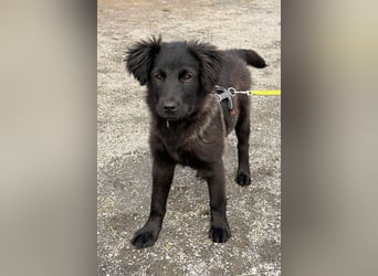 Zoe sucht ein liebevolles Zuhause (47506 Neukirchen-Vluyn)