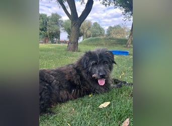 Anton - fröhlicher Wuschel sucht liebevolle Familie