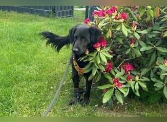 Blacky - Das Glück zum Greifen nah (15938 Drahnsdorf)