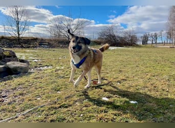 Rey wünscht sich eine eigene Familie (15938 Drahnsdorf)