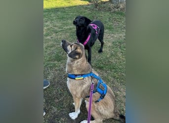 Rey wünscht sich eine eigene Familie (15938 Drahnsdorf)