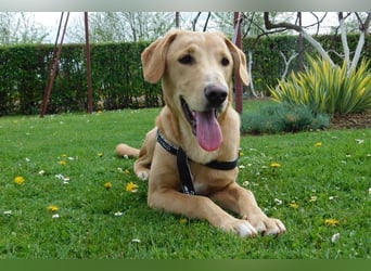 Charlie - Wer nimmt sich Zeit, ihn kennenzulernen? (07806 Weira)