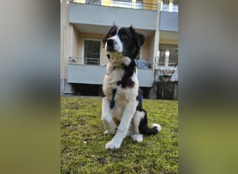 Rolli - 5 Monate, verspielt, menschenbezogen