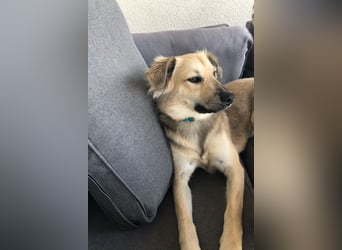 Luna möchte Teil deiner Familie werden (84152 Mengkofen)