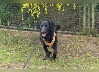 Blacky - Das Glück zum Greifen nah (15938 Drahnsdorf)