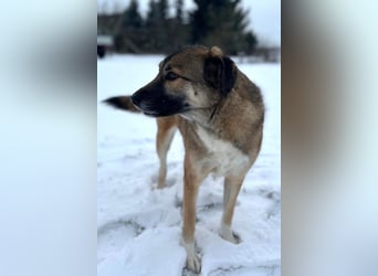 Rey wünscht sich eine eigene Familie (15938 Drahnsdorf)