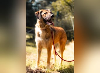 Rey wünscht sich eine eigene Familie (15938 Drahnsdorf)