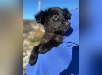 Robbie wünscht sich sein eigenes Körbchen (53498 Bad Breisig)