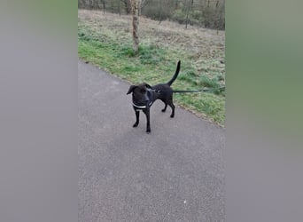 Patch - Neugieriger Jungspund sucht dich! (06886 Lutherstadt Wittenberg)