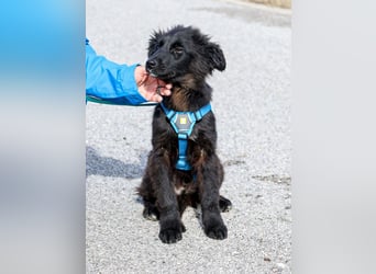 Robbie wünscht sich sein eigenes Körbchen (53498 Bad Breisig)