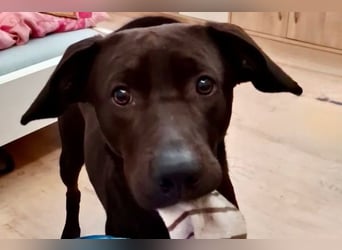 Patch - Neugieriger Jungspund sucht dich! (06886 Lutherstadt Wittenberg)