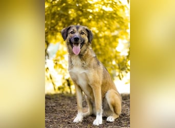 Rey wünscht sich eine eigene Familie (15938 Drahnsdorf)