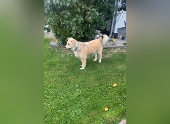 Luna möchte Teil deiner Familie werden (84152 Mengkofen)