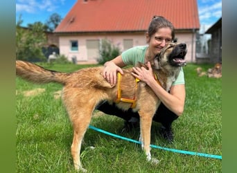 Rey wünscht sich eine eigene Familie (15938 Drahnsdorf)