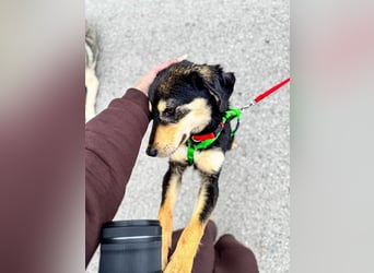 Franzl möchte euer Familienhund werden (85614 Kirchseeon-Eglharting)